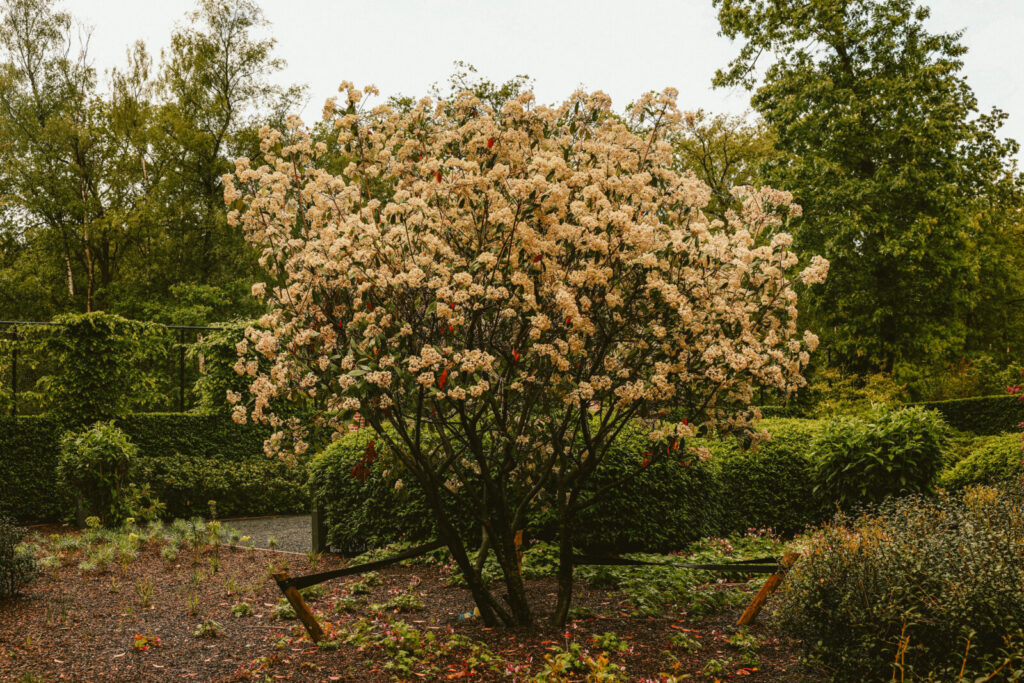 Project L. Brasschaat